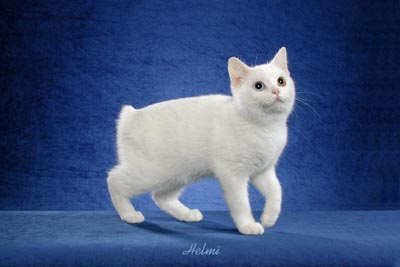 Picture_-_Helmi_Flick_6abg.jpg