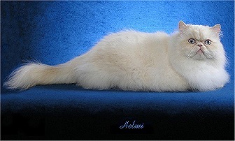 Picture_-_Helmi_Flick_creampoint.jpg