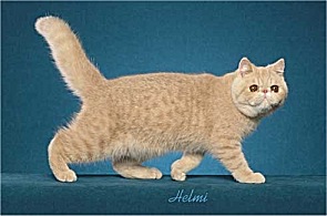 Picture_-_Helmi_Flick_creamspottedtabby.jpg