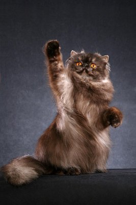 Bild: Helmi Flick Bild: Helmi Flick